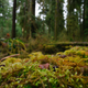 The red stone at the center of One Square Inch, sitting among the mosses, lichens, and leaf litter.